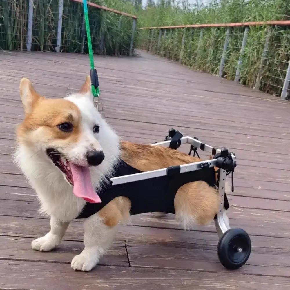 Chien fauteuil roulant – Poussette chien