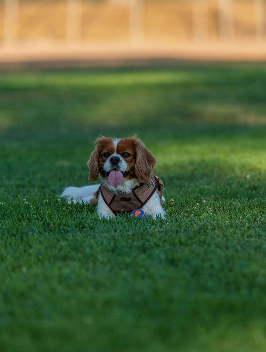 Les avantages des chariots pour chiens handicapés