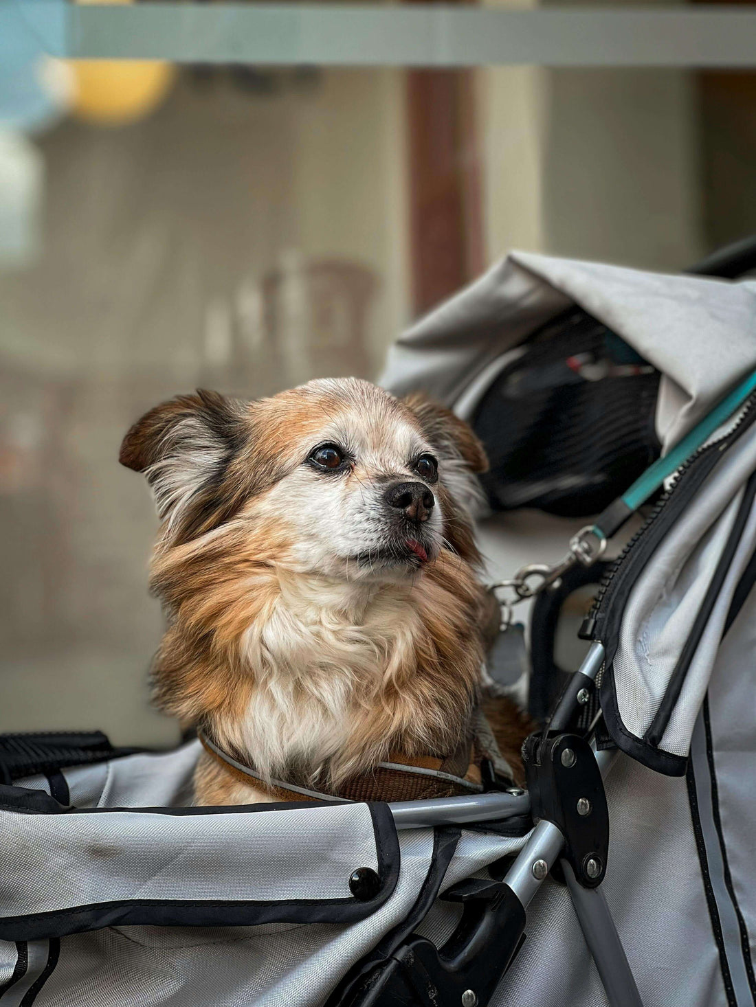 Comment choisir un sac de transport pour chien ?